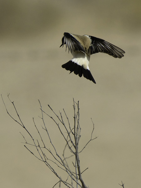 Aavikkotasku, Desert Wheatear, Oenanthe deserti